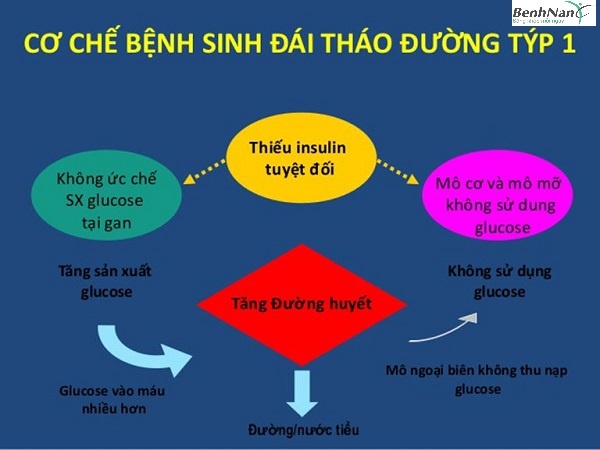 Cơ chế gây bệnh tiểu đường tuýp 1