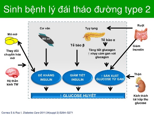 tiểu đường type 2 là gì