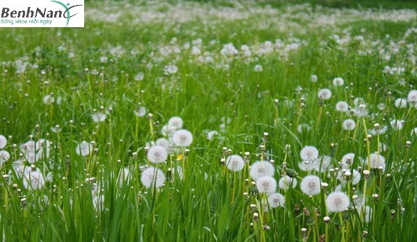 Bài thuốc chữa tiểu đường bằng bồ công anh