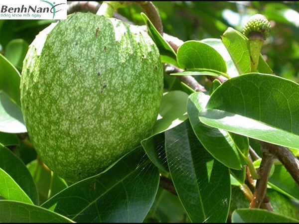 Cây bình bát trị tiểu đường