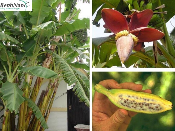 Chữa tiểu đường bằng chuối hột