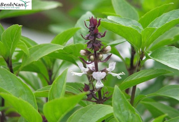 Cây húng quế chữa bệnh tiểu đường có thật sự hiệu quả? 1 Cây húng quế chữa bệnh tiểu đường