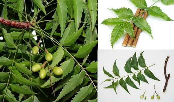 Cây Sầu Đâu chữa bệnh tiểu đường có tốt không? 1 Chữa tiểu đường bằng cây sầu đâu