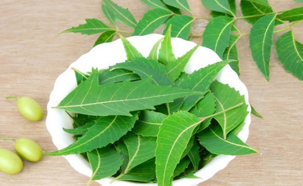 Cách dùng cây Sầu Đâu chữa bệnh tiểu đường