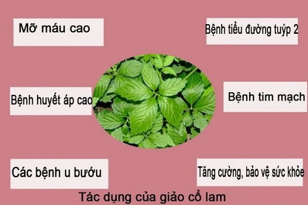 chua benh tieu duong bang giao co lam 4374372