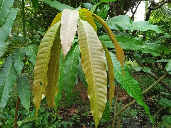 Cách chữa bệnh tiểu đường bằng lá xoài cực kỳ hiệu quả 1 chữa bệnh tiểu đường bằng lá xoài