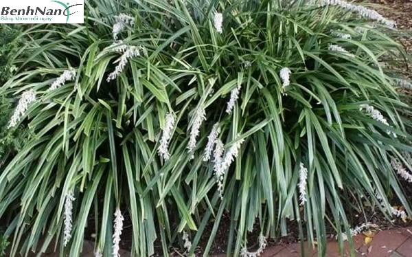 Cây mạch môn có tác dụng gì đối với cơ thể bệnh nhân tiểu đường?
