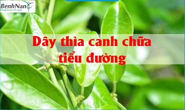 Chữa bệnh tiểu đường bằng dây thìa canh hiệu quả thế nào? 1 Chữa tiểu đường bằng dây thìa canh