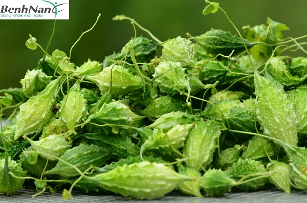 Khổ Qua Rừng – Cây thuốc nam chữa bệnh tiểu đường cực hiệu quả 1 Khổ Qua Rừng chữa tiểu đường