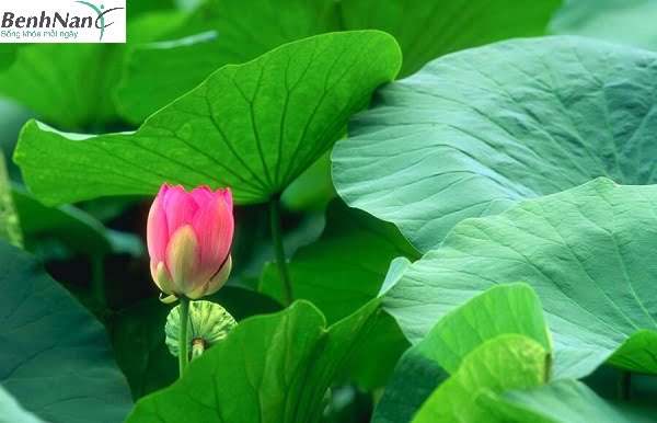 Cách chữa bệnh tiểu đường bằng lá sen hiệu quả nhất 1 Chữa tiểu đường bằng lá sen