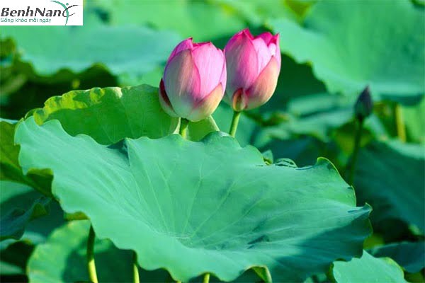 Lá sen chữa tiểu đường