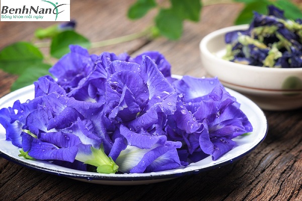 Hoa đậu biếc có chữa bệnh tiểu đường không? Tác dụng thế nào? 2 Dùng hoa đậu biếc điều trị bệnh tiểu đường