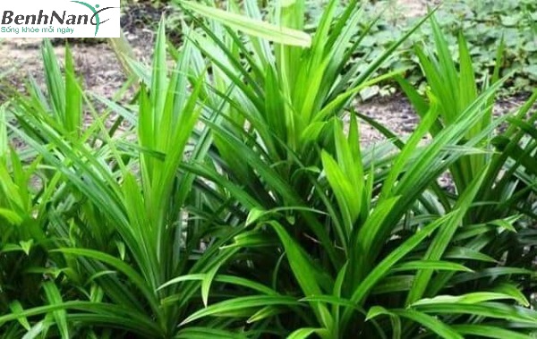 Lá dứa trị tiểu đường