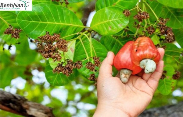Lá điều trị tiểu đường