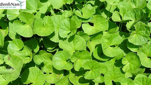 Rau má chữa bệnh tiểu đường