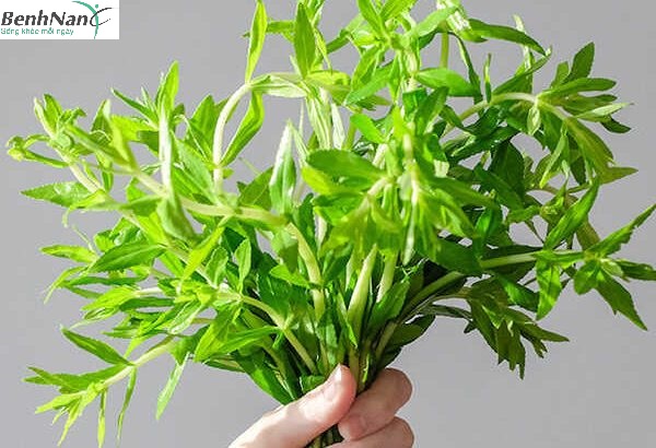 rau ngổ chữa bệnh tiểu đường