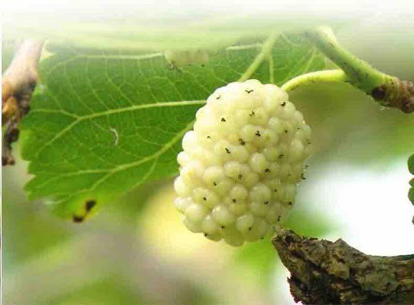 bài thuốc từ cây dâu tằm trắng giúp hỗ trợ điều trị tiểu đường
