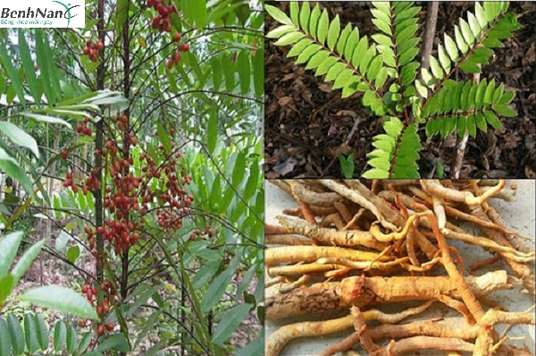 Cách sử dụng bài thuốc từ cây mật nhân chữa bệnh tiểu đường 1 Công dụng của cây mật nhan chữa bệnh tiểu đường