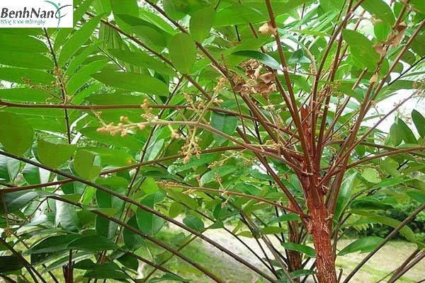 Cách dùng cây mật nhân chữa bệnh tiểu đường 
