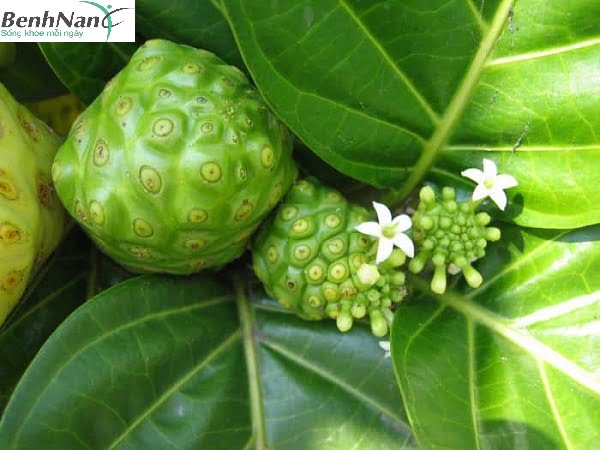 Chữa bệnh tiểu đường bằng quả nhàu hiệu quả như thế nào? 1 Chữa bệnh tiểu đường bằng quả nhàu