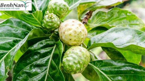 Bài thuốc chữa bệnh tiểu đường bằng quả nhàu