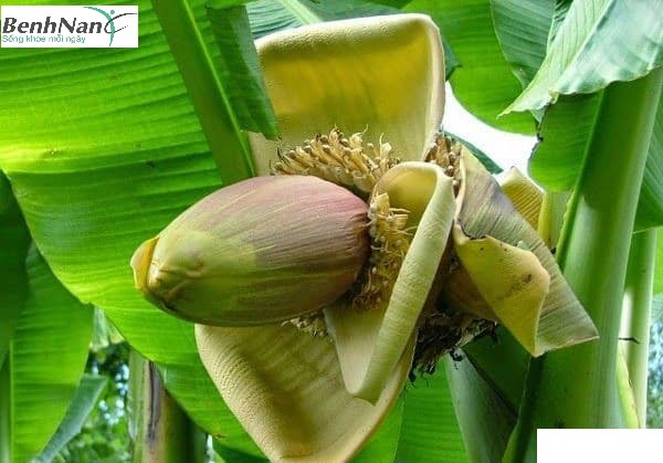 Chữa tiểu đường bằng cây chuột hột hiệu quả bất ngờ 3 Những lưu ý khi chữa tiểu đường bằng cây chuối hột