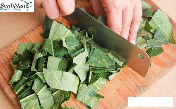 Cách chữa bệnh tiểu đường bằng lá đu đủ như thế nào? 2 Chữa tiểu đường bằng lá đu đủ