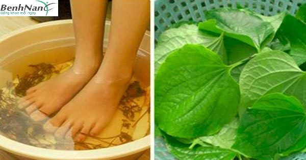 Cách chữa bệnh tiểu đường bằng lá lốt