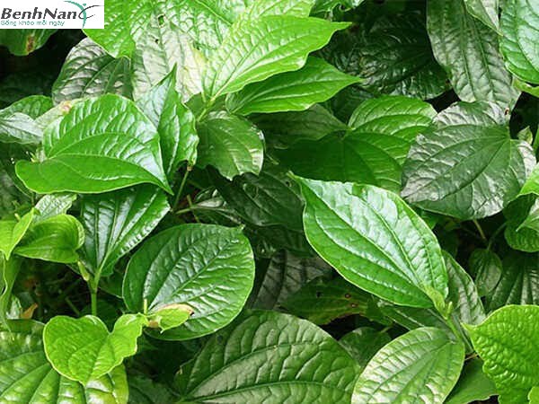 Chữa tiểu đường bằng lá lốt với phương pháp ngâm chân 1 Công dụng chữa tiểu đường bằng lá lốt