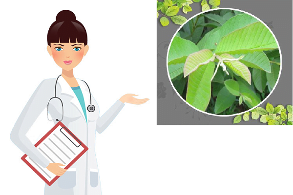 Bài thuốc chữa tiểu đường bằng lá ổi cực hữu hiệu 1 Chữa tiểu đường bằng lá ổi