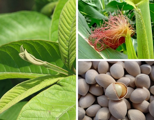 Bài thuốc chữa tiểu đường bằng lá ổi tại nhà