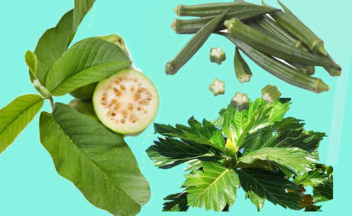 Lá ổi non kết hợp đậu bắp tươi và sa kê