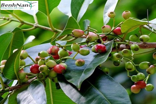 Cách sử dụng lá vối chữa bệnh tiểu đường như thế nào hiệu quả? 1 Công dụng chữa bệnh tiểu đường của nụ vối