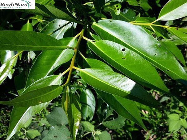 Cách sử dụng lá vối chữa bệnh tiểu đường