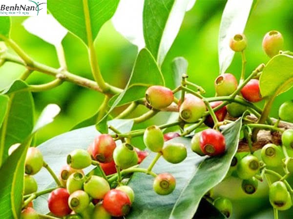 Lá vối chữa bệnh tiểu đường