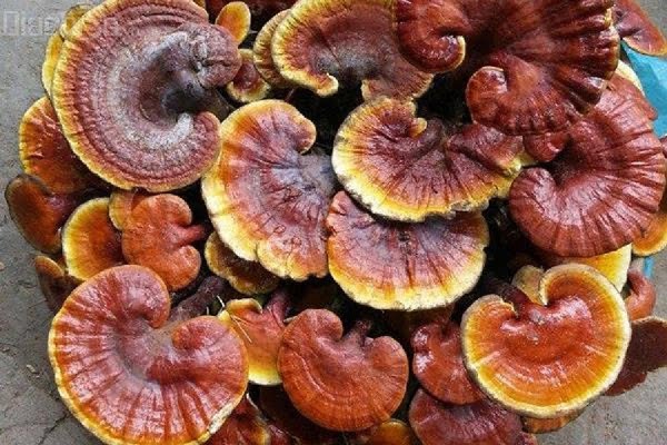 Dùng nấm lim xanh chữa tiểu đường có hiệu quả không? 1 Nấm lim xanh chữa tiểu đường