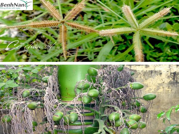 Cỏ chân vịt chữa tiểu đường có tốt và hiệu quả không? 3 Bài thuốc dùng cỏ chân vịt chữa tiểu đường