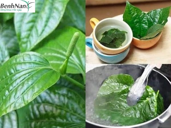 Dùng lá lốt ngâm chân chữa tiểu đường có thật sự hiệu quả? 2 Hướng dẫn sử dụng lá lốt ngâm chân chữa tiểu đường
