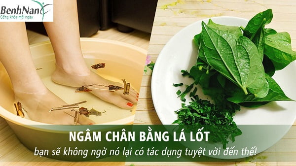 Dùng lá lốt ngâm chân chữa tiểu đường có thật sự hiệu quả? 1 Lá lốt ngâm chân chữa tiểu đường có tốt không?