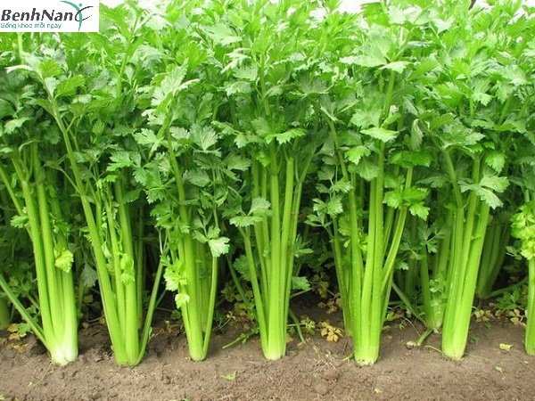 Những người tiểu đường và cao huyết áp nên ăn rau gì? 2 Người bệnh tiểu đường cao huyết áp nên ăn rau cần tây