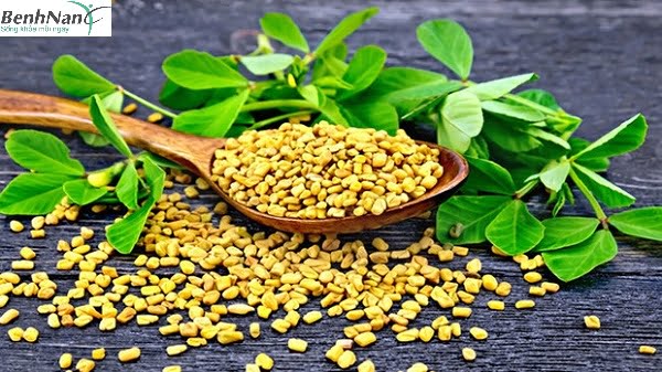 Cỏ cà ri làm chậm sự phát triển của đái tháo đường