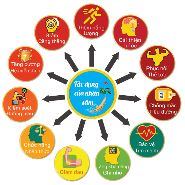 Người bệnh tiểu đường có dùng nhân sâm được không? 1 Công dụng, thành phần của nhân sâm