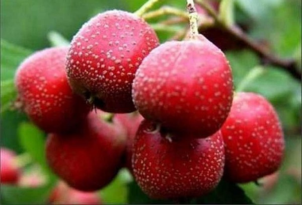 Tổng hợp bài thuốc chữa cao huyết áp hiệu quả tại nhà 3 Bài thuốc chữa cao huyết áp từ quả ơn trà tươi