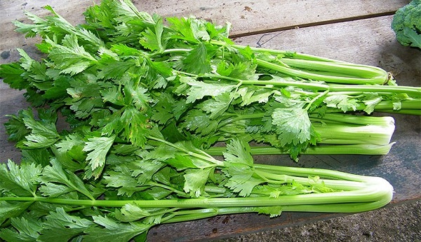 Tổng hợp các bài thuốc chữa bệnh phong thấp cực hiệu quả 2 Bài thuốc chữa phong thấp từ cây cần tây