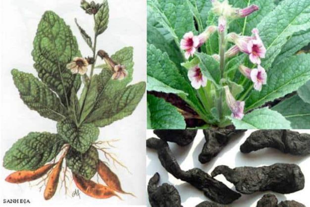 Những bài thuốc đông y chữa đau mỏi lưng khá hiệu quả 4 Chữa đau lưng do thạch lâm (sỏi tiết niệu)