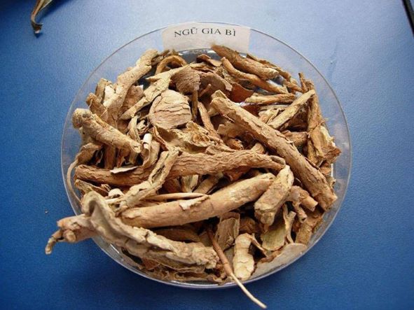 Những bài thuốc đông y chữa đau mỏi lưng khá hiệu quả 2 Chữa đau lưng do gắng sức mang nặng, sút lưng