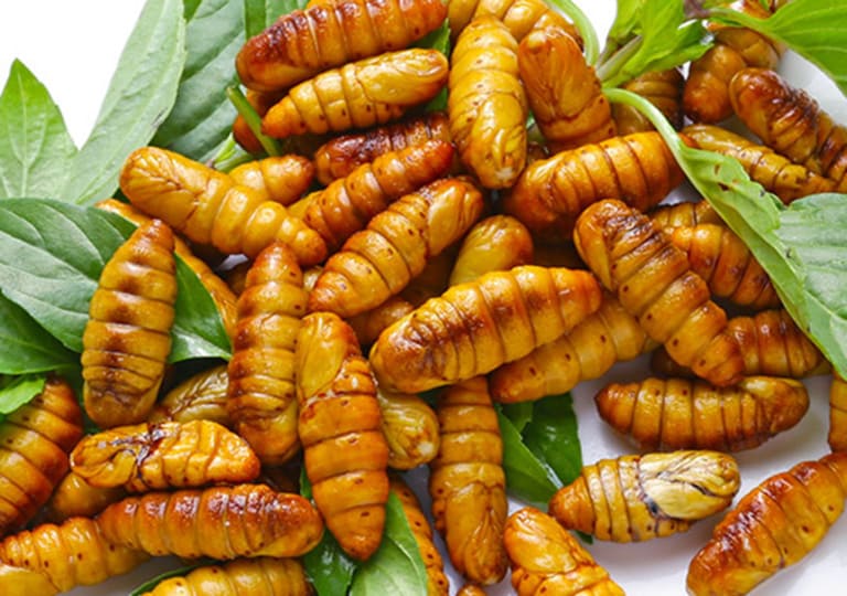 Tổng hợp các bài thuốc chữa đau mỏi lưng tại nhà cực đơn giản 1 Tằm - món ăn chữa đau mỏi lưng tại nhà