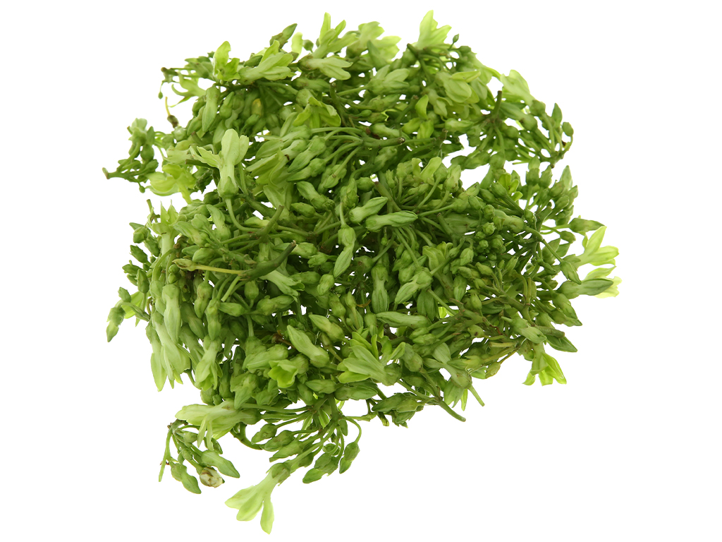 Hoa thiên lý hỗ trợ điều trị mất ngủ cực hiệu quả 1 Hoa thiên lý điều trị mất ngủ