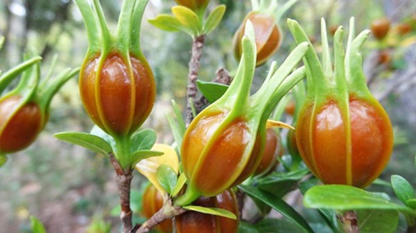 Các loại thảo dược trị bệnh gan, mật được nhiều người áp dụng 2 Quả dành dành - thảo dược trị bệnh gan