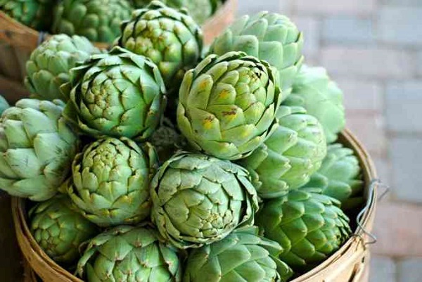 Các loại thảo dược trị bệnh gan, mật được nhiều người áp dụng 1 Ác ti sô trị bệnh gan, mật